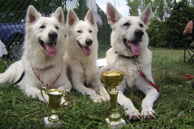 TARA,LARA,SARA - CANISA SI PENSIUNE SI SCOALA DE  DRESAJ