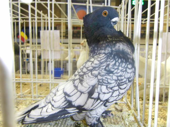 100_0563 - ORADEA NATIONALA 2010