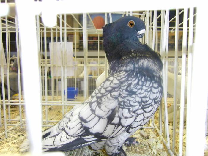 100_0564 - ORADEA NATIONALA 2010