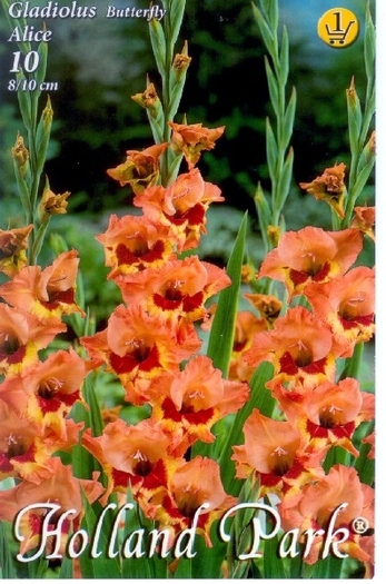 Gladiole Alice; cele mai deosebite gladiole !!!
