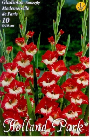 Gladiole Mme de Paris - Gladiole UNICAT