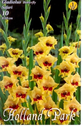 gladiole safari; numele spune totul
