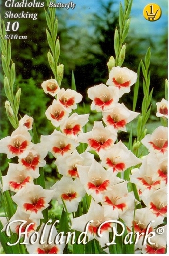 gladiole shocking; incredibil de frumoase
