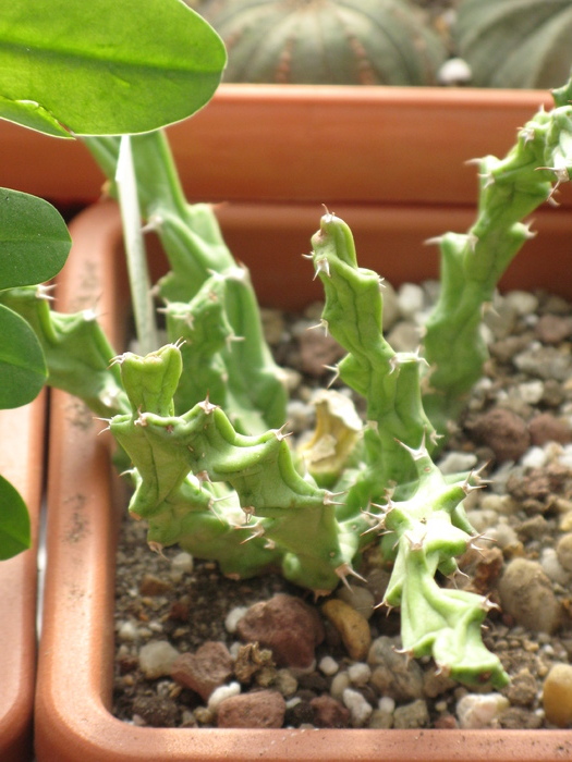 Euphorbia clivicola - EUPHORBIA - album foto 1