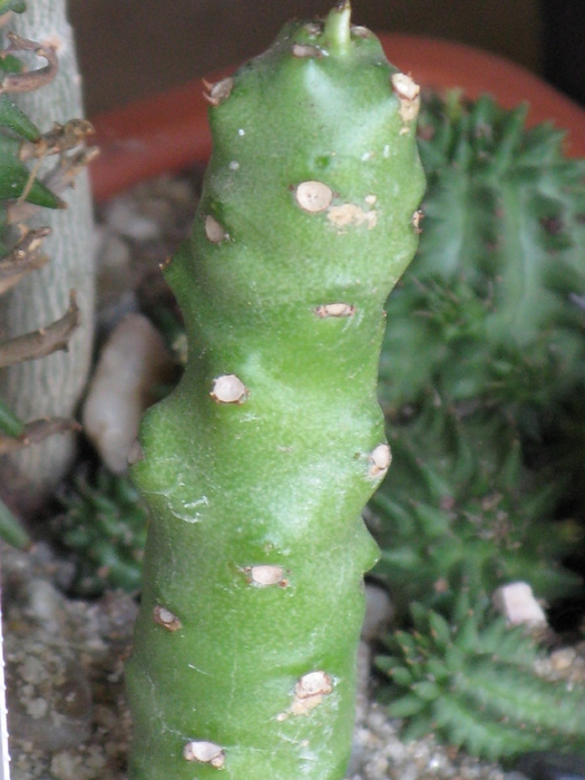 Euphorbia nivulia - India - EUPHORBIA - album foto 1