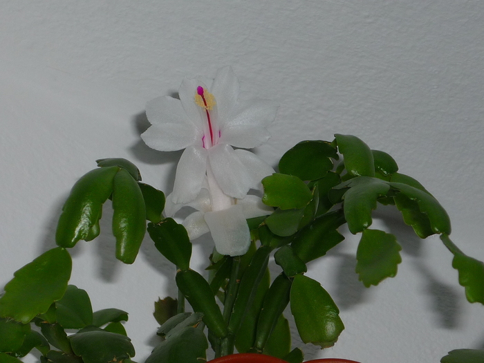 superba floare - Schlumbergera sau Zygocactus