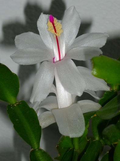 inflorita in toata splendoarea ei in noiembrie tarziu - Schlumbergera sau Zygocactus