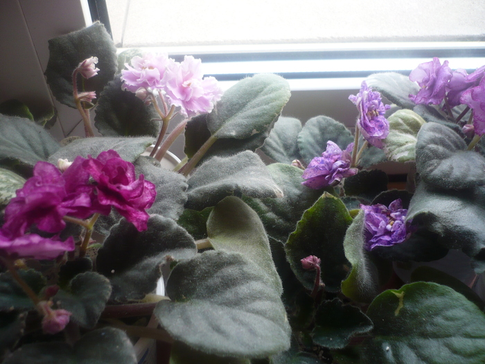  - VIOLETE 2010