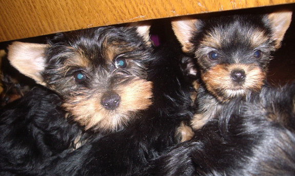Daya si Mia - Yorkshire terrier