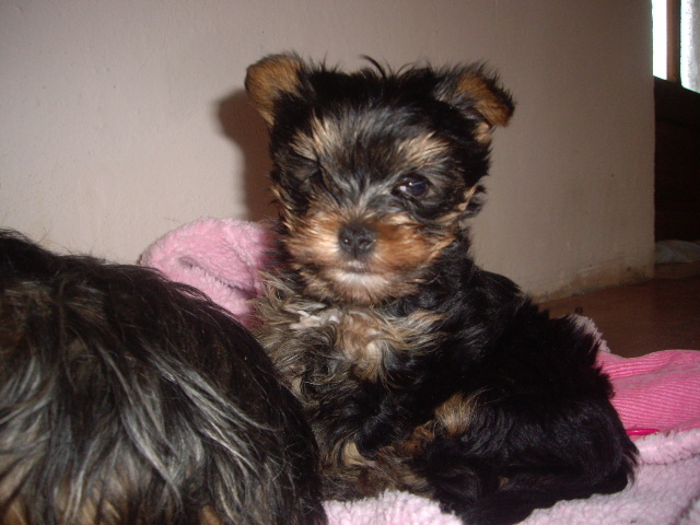 Mira - Yorkshire terrier