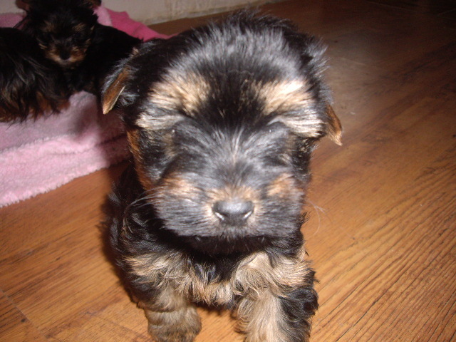 Mex - Yorkshire terrier