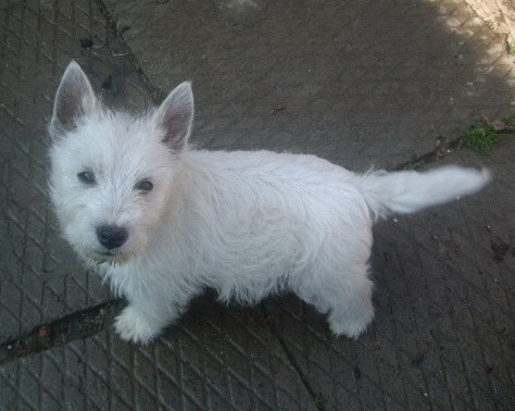 Spike - West highland white terrier-Cezar