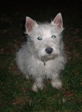 Spike - West highland white terrier-Cezar
