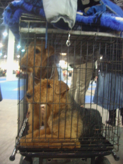 Airedale Terrier; mascul si femela ,cu ei a participat pretena.
