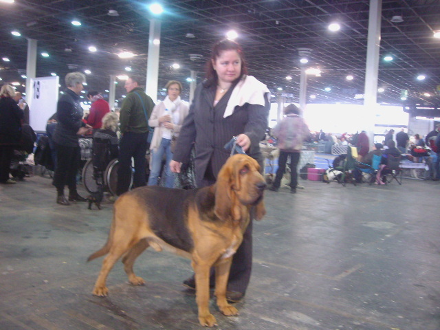 Blodhound - Expoziti Canine