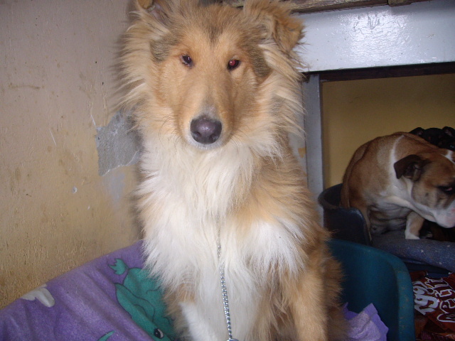 Maia COLLIE - animalele familiei