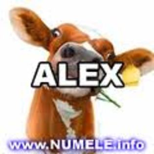 imagesCALTCR1H - avatare cool