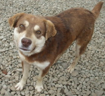 1129 - important adopta un caine cititi va rog