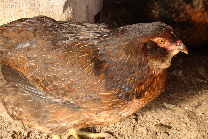 DSC04380 - gaini Araucana potarnichiu