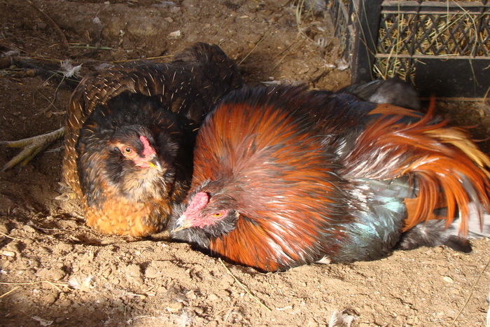 DSC04384 - gaini Araucana potarnichiu