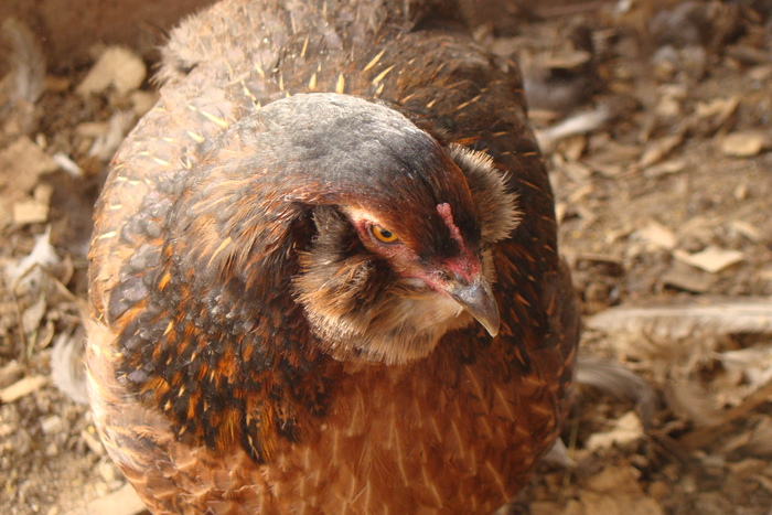 DSC04396 - gaini Araucana potarnichiu