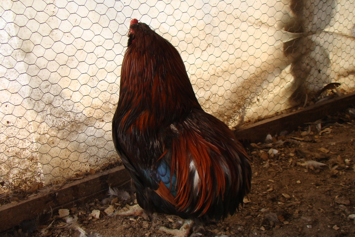 DSC04408 - gaini Araucana potarnichiu