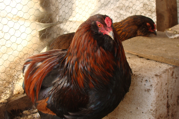 DSC04415 - gaini Araucana potarnichiu