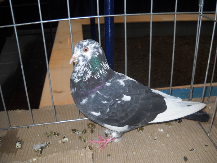 birmingham; jucator si zburator
