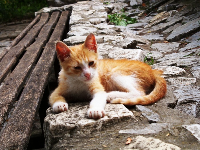 la Bojdeuca lui Ion Creanga - pasagere