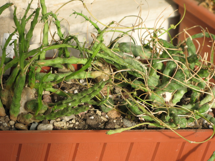 Euphorbia globossa - mai multe exemplare - EUPHORBIA - album foto 1