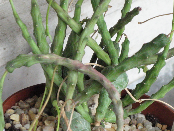 Euphorbia globosa - EUPHORBIA - album foto 1