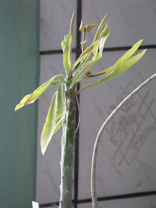 Euphorbia bubalina - EUPHORBIA - album foto 1