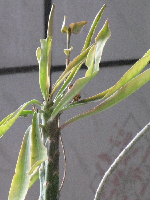 E. bubalina - EUPHORBIA - album foto 1