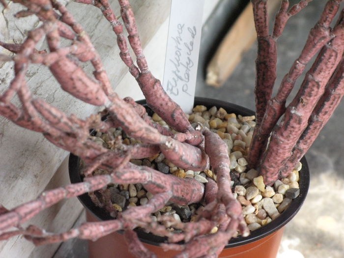Euphorbia platyclada var. platyclada - EUPHORBIA - album foto 1