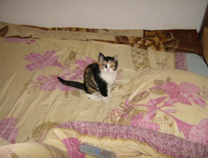 a (27) - Cea mai scumpica floare