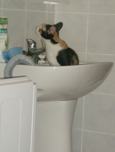 a (59) - Cea mai scumpica floare