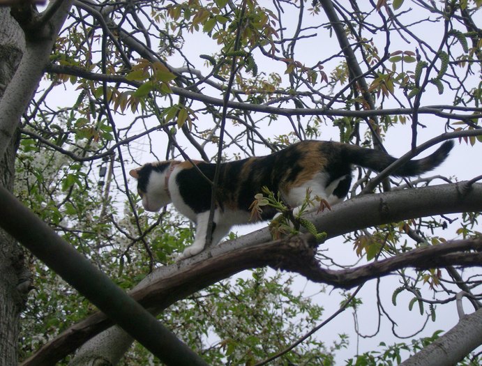 a (60) - Cea mai scumpica floare