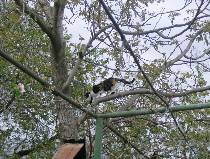 a (61) - Cea mai scumpica floare