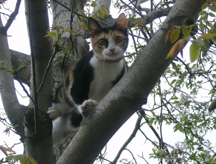 a (62) - Cea mai scumpica floare