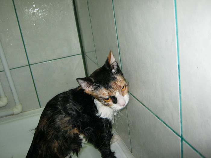 a (80) - Cea mai scumpica floare