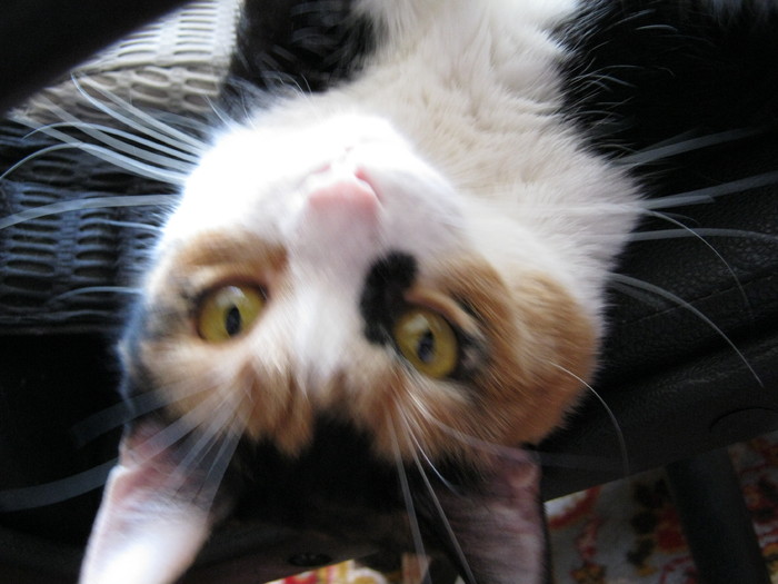 a (87) - Cea mai scumpica floare