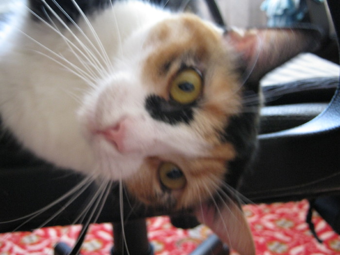 a (88) - Cea mai scumpica floare