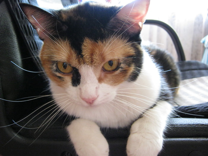 a (89) - Cea mai scumpica floare