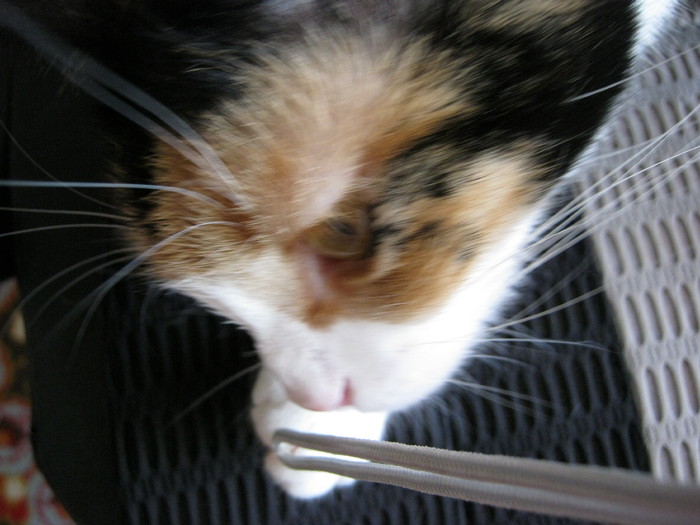 a (90) - Cea mai scumpica floare