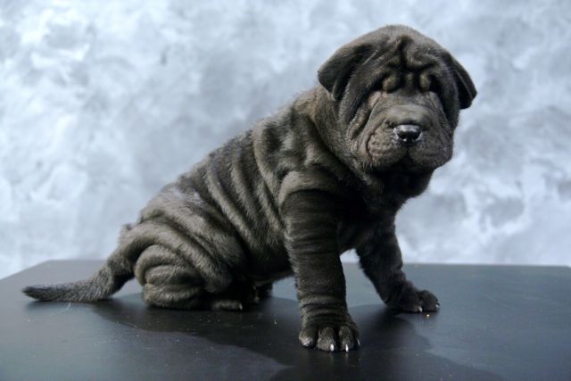 animale-vanzare-shar-pei-wrinkle - dogs