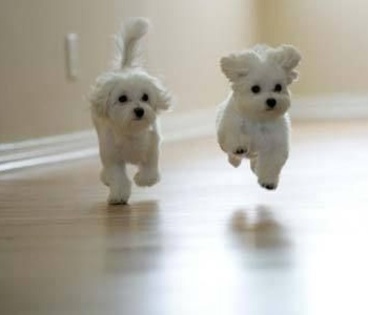 bichon-maltez - dogs