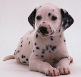 dalmatian - dogs