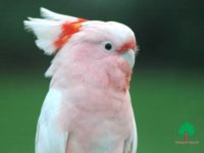 perusi-220px - parrots