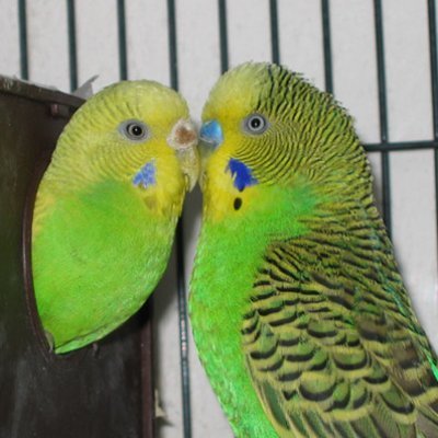 376_a - parrots