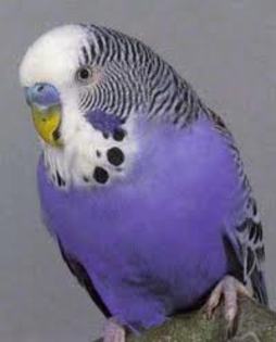 heqrfh - parrots